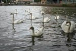 Photo: Deathroy - The Lincoln Goose via Facebook.Deathroy the goose blending in with his surroundings and swimming with the swans.