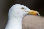 A seagull close up